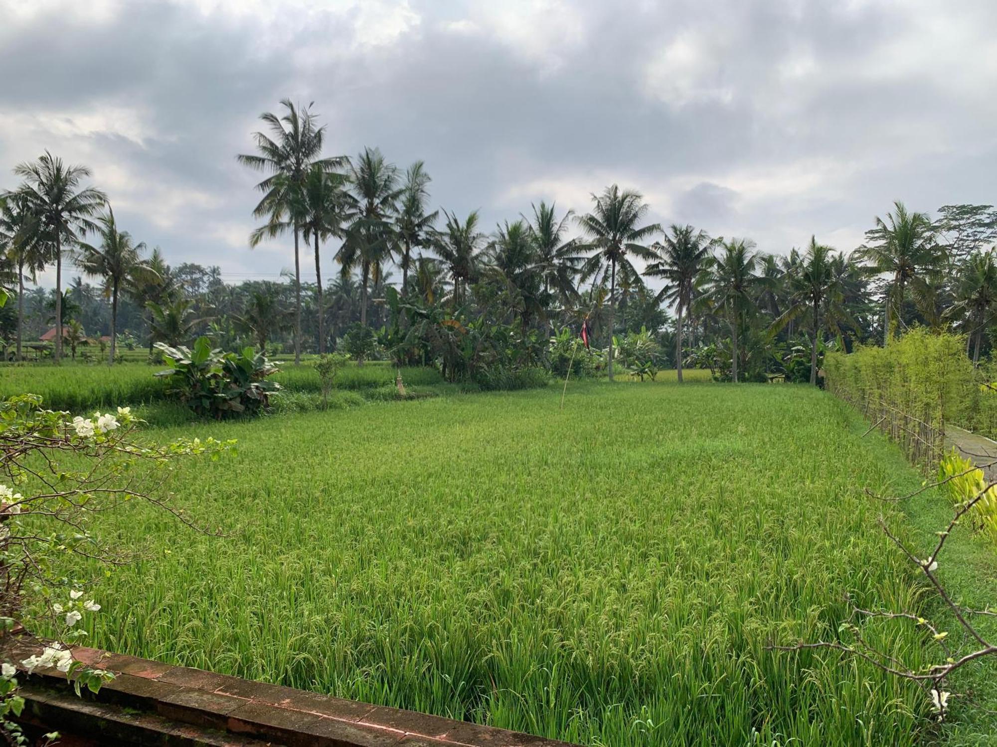 Adi Laxmi Villa Ubud Esterno foto