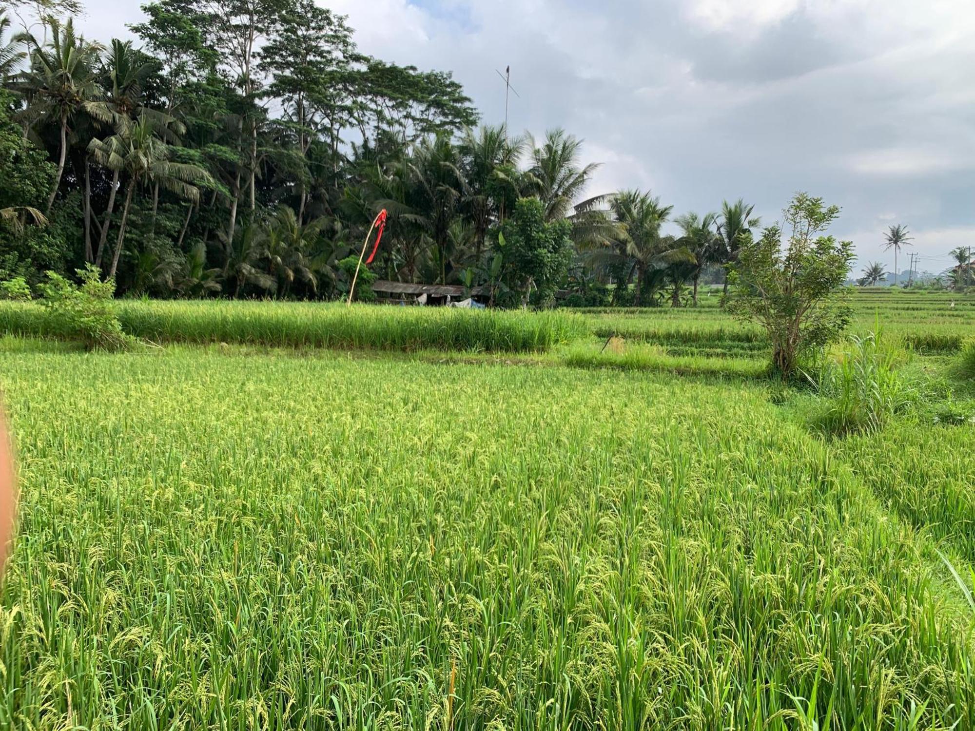 Adi Laxmi Villa Ubud Esterno foto