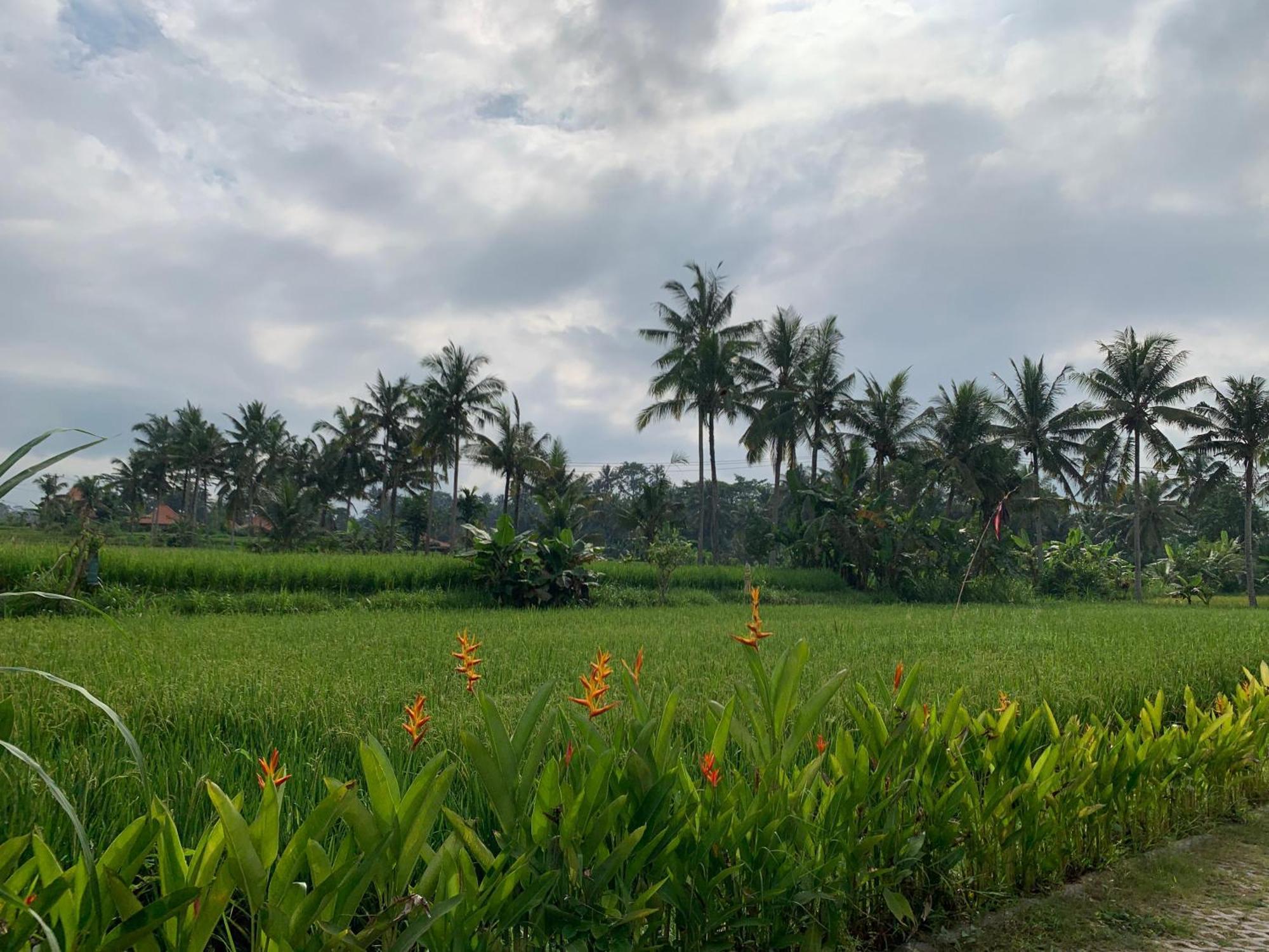 Adi Laxmi Villa Ubud Esterno foto